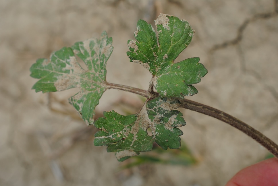 Ranunculus sardous / Ranuncolo sardo